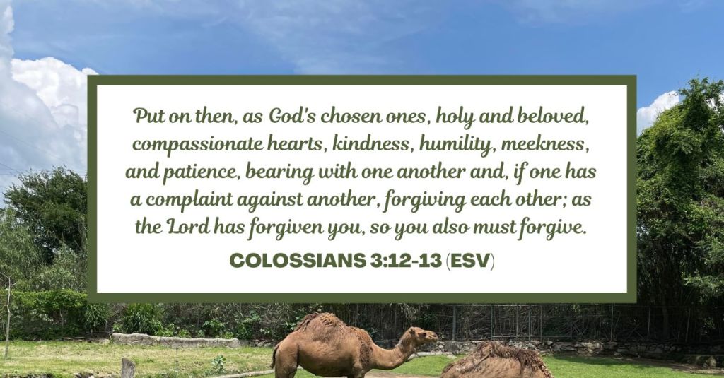 Put on then, as God's chosen ones, holy and beloved, compassionate hearts, kindness, humility, meekness, and patience, bearing with one another and, if one has a complaint against another, forgiving each other; as the Lord has forgiven you, so you also must forgive. - Colossians 3:12-13 (ESV)