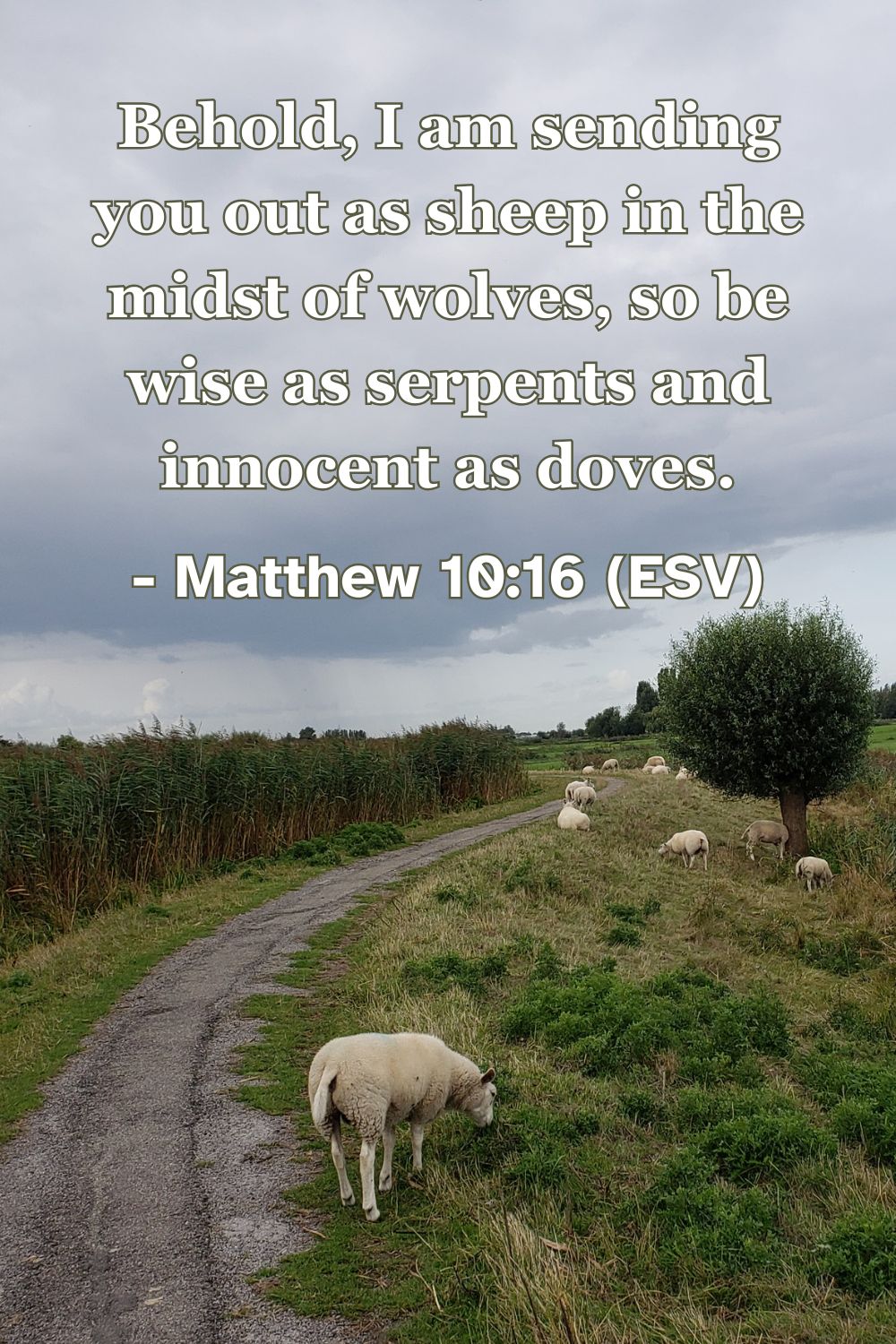 Matthew 10:16 (ESV): Behold, I am sending you out as sheep in the midst of wolves, so be wise as serpents and innocent as doves.