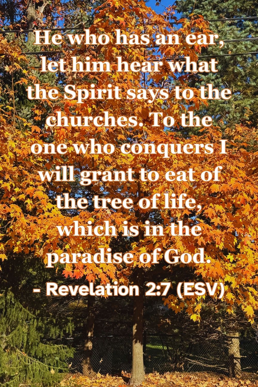 Revelation 2:7 (ESV): He who has an ear, let him hear what the Spirit says to the churches. To the one who conquers I will grant to eat of the tree of life, which is in the paradise of God.