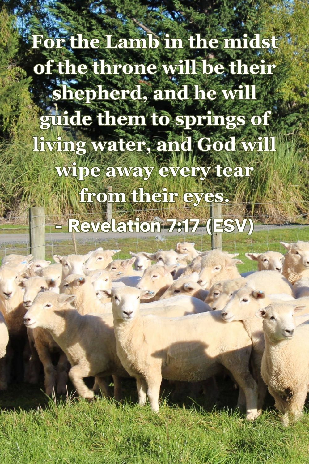 Revelation 7:17 (ESV): For the Lamb in the midst of the throne will be their shepherd, and he will guide them to springs of living water, and God will wipe away every tear from their eyes.