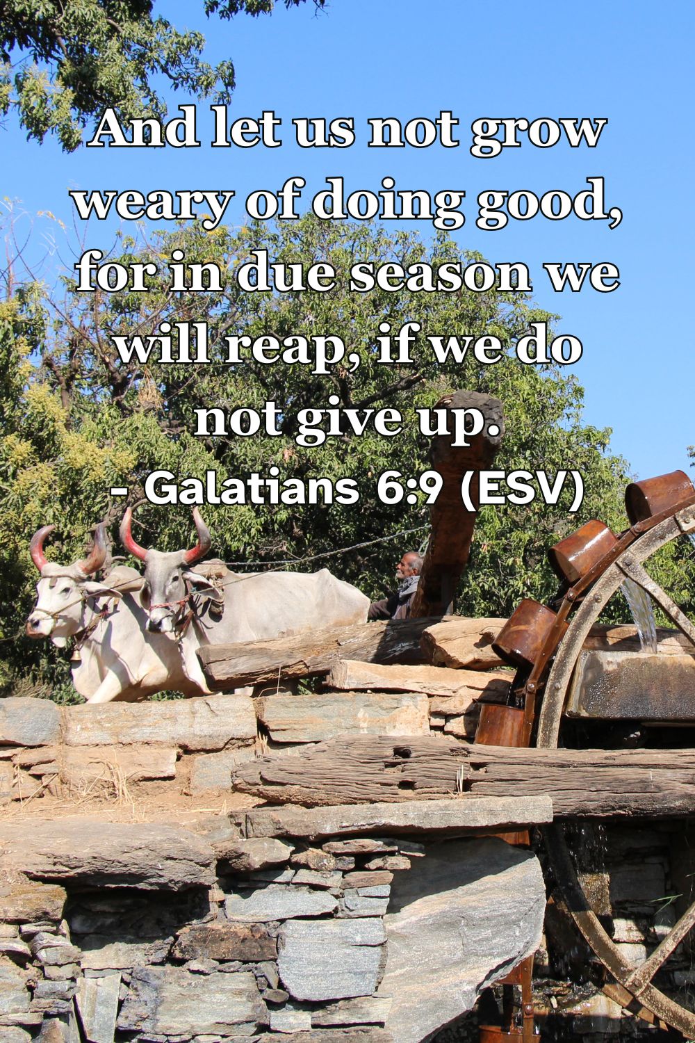 Galatians 6:9 (ESV): And let us not grow weary of doing good, for in due season we will reap, if we do not give up.