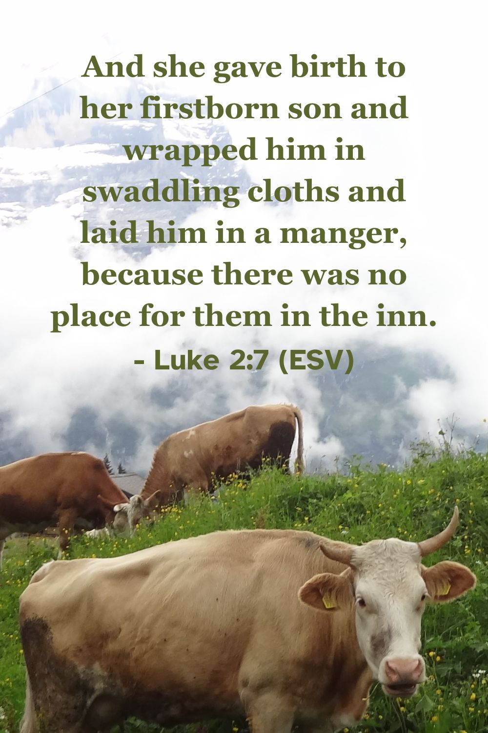 Luke 2:7 (ESV): And she gave birth to her firstborn son and wrapped him in swaddling cloths and laid him in a manger, because there was no place for them in the inn.