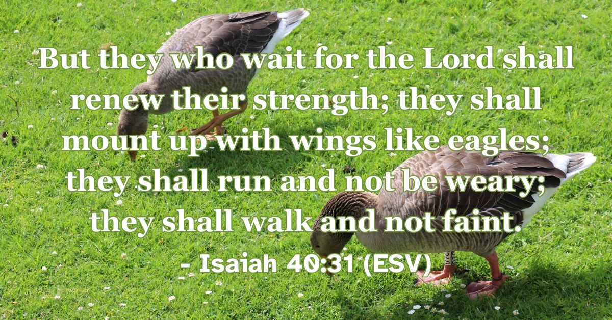 This Bible verse image features Isaiah 40:31 (ESV): “But they who wait for the Lord shall renew their strength; they shall mount up with wings like eagles; they shall run and not be weary; they shall walk and not faint.” A reminder that waiting on God gives new strength.