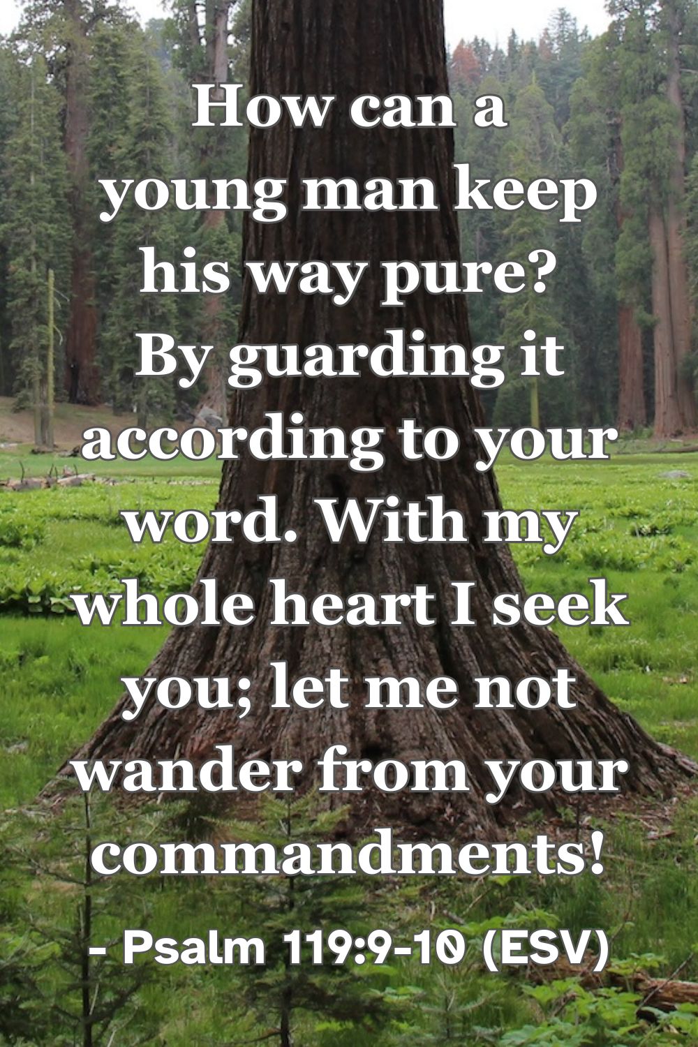 Bible verse from Psalm 119:9-10 about living a pure life through God’s word.