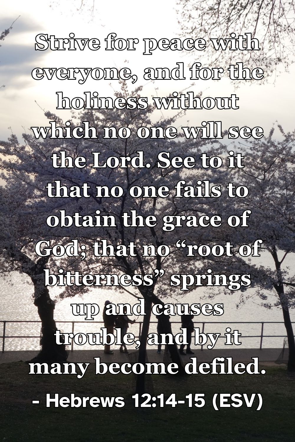 Bible verse from Hebrews 12:14-15 about peace, holiness, and guarding against bitterness.