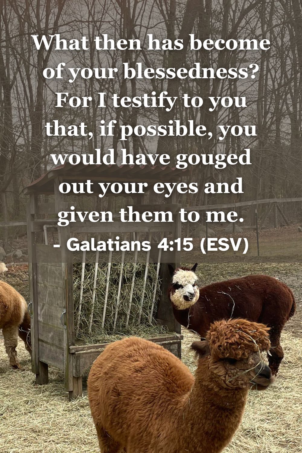 What then has become of your blessedness? For I testify to you that, if possible, you would have gouged out your eyes and given them to me. – Galatians 4:15 (ESV)
