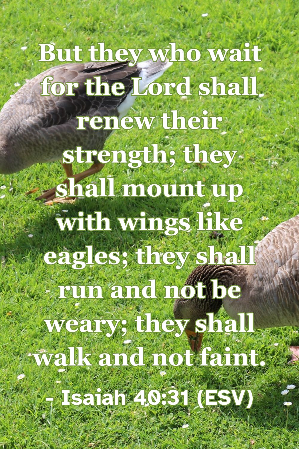 Isaiah 40:31 (ESV): But they who wait for the Lord shall renew their strength; they shall mount up with wings like eagles; they shall run and not be weary; they shall walk and not faint.
