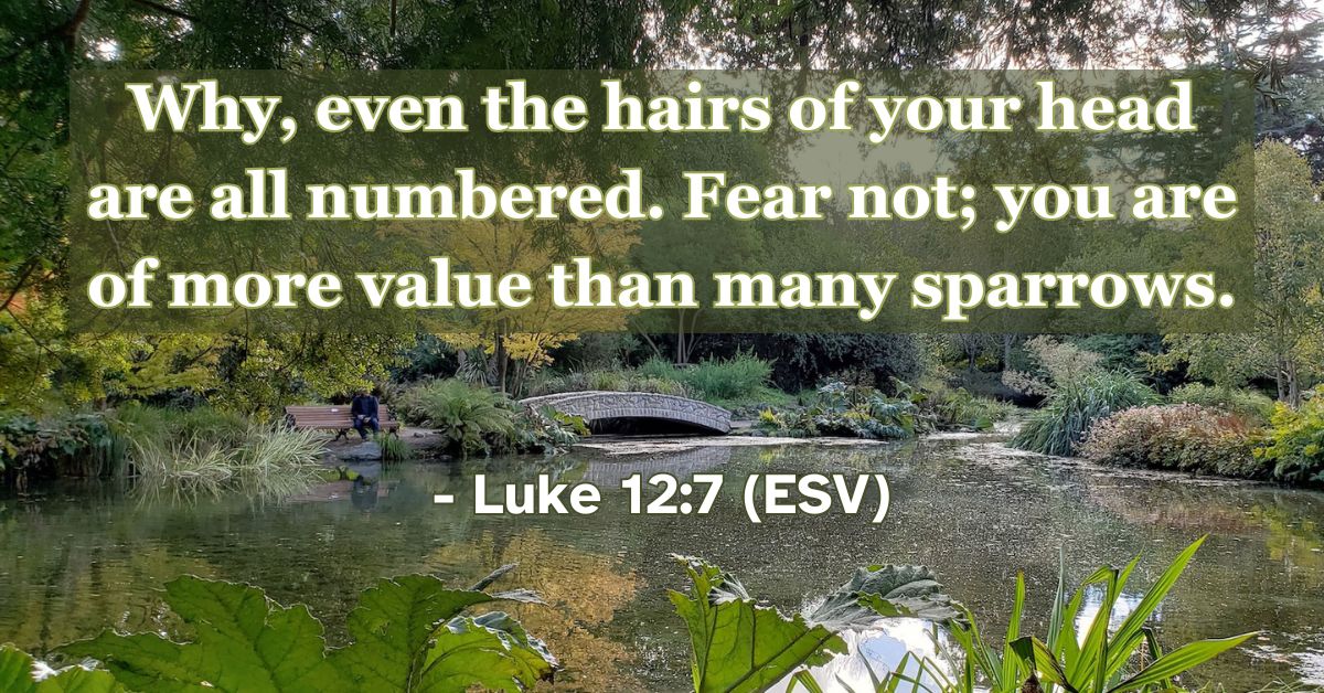 This Bible verse image features Luke 12:7 (ESV): “Why, even the hairs of your head are all numbered. Fear not; you are of more value than many sparrows.” A reminder of God’s intimate care for his children and our great value in his sight.