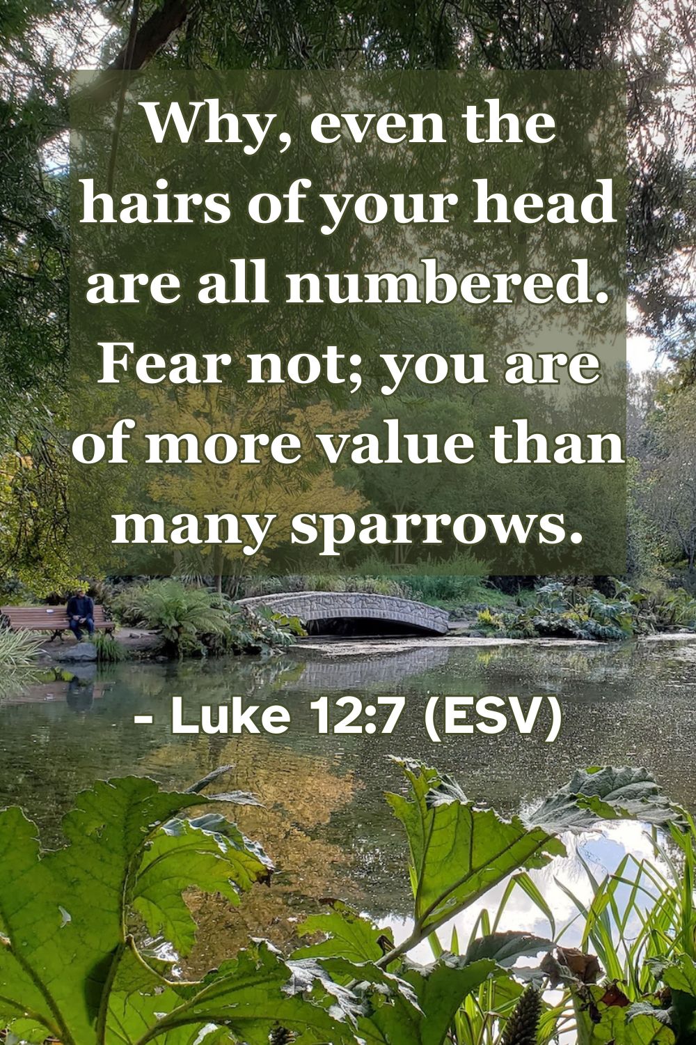 This Bible verse image features Luke 12:7 (ESV): “Why, even the hairs of your head are all numbered. Fear not; you are of more value than many sparrows.” A reminder of God’s intimate care for his children and our great value in his sight.