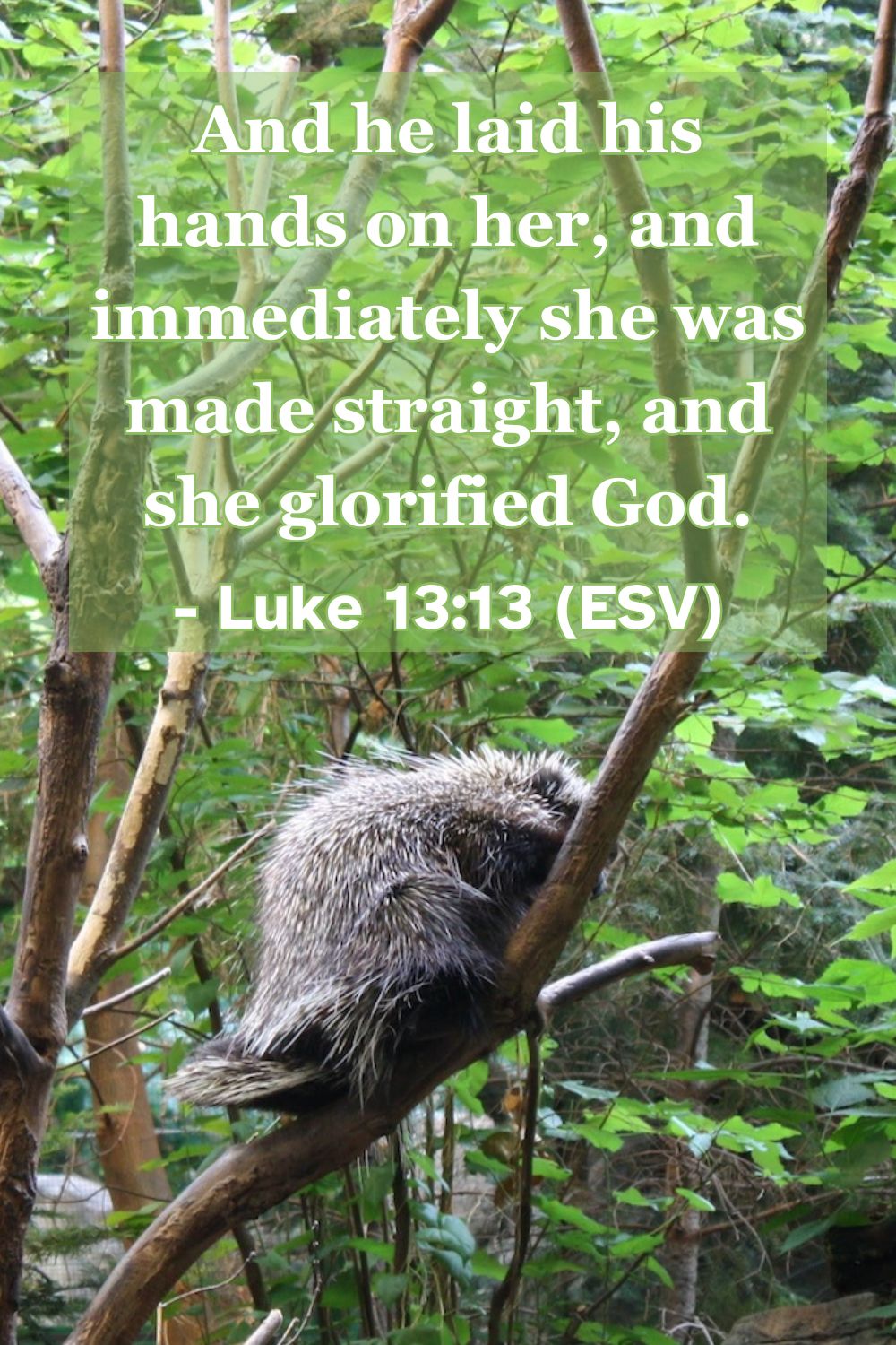 This Bible verse image features Luke 13:13 (ESV): “And he laid his hands on her, and immediately she was made straight, and she glorified God.” A reminder of Jesus’ power to heal, restore, and inspire praise.