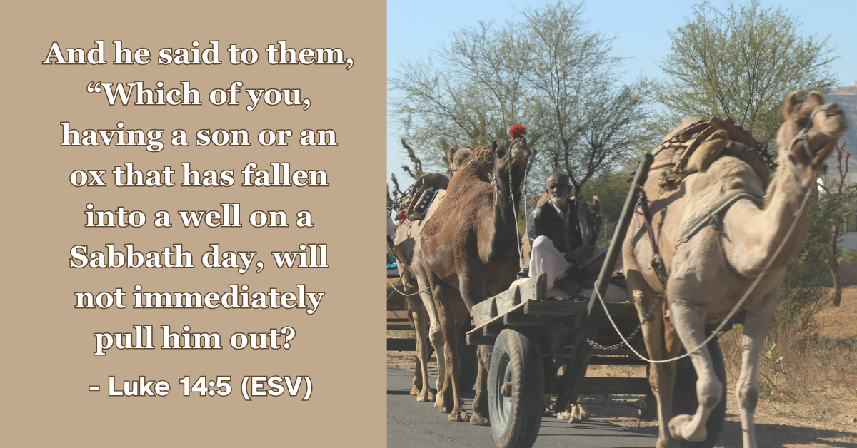 This Bible verse image features Luke 14:5 (ESV): “And he said to them, “Which of you, having a son or an ox that has fallen into a well on a Sabbath day, will not immediately pull him out?” A reminder of the priority of mercy and doing good, even on the Sabbath.