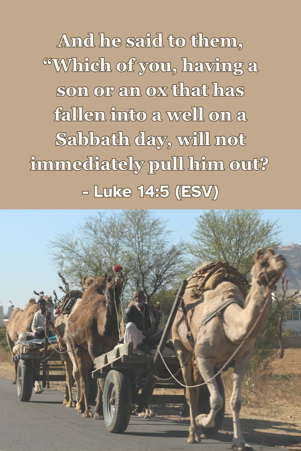 This Bible verse image features Luke 14:5 (ESV): “And he said to them, “Which of you, having a son or an ox that has fallen into a well on a Sabbath day, will not immediately pull him out?” A reminder of the priority of mercy and doing good, even on the Sabbath.