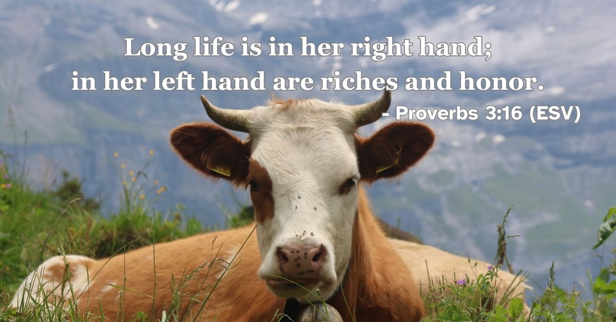 This Bible verse image features Proverbs 3:16 (ESV): “Long life is in her right hand; in her left hand are riches and honor.” A reminder of the blessings and honor that accompany a life of wisdom.