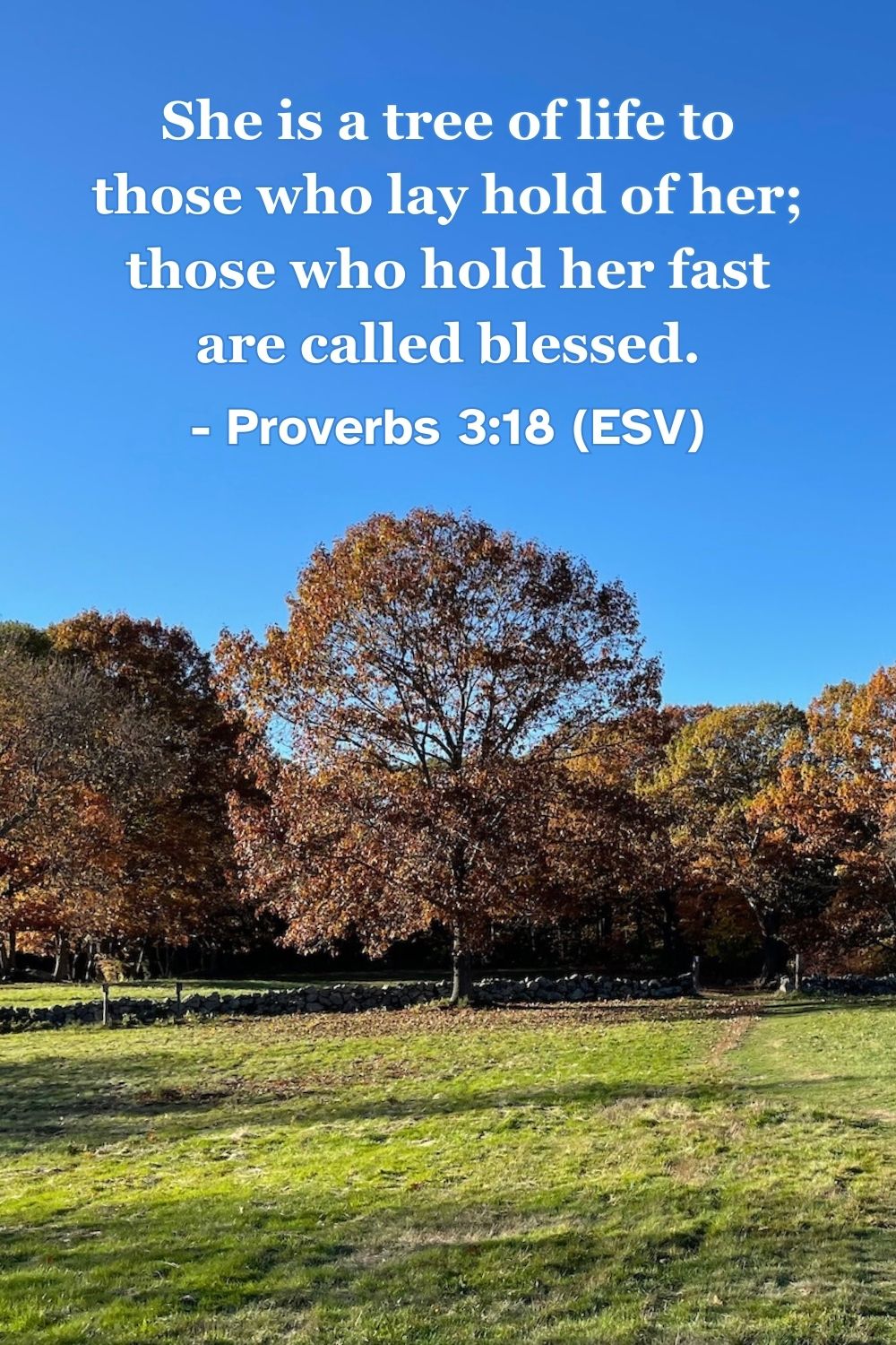 This Bible verse image features Proverbs 3:18 (ESV): “She is a tree of life to those who lay hold of her; those who hold her fast are called blessed.” A reminder of the life-giving power and blessing of holding onto wisdom.