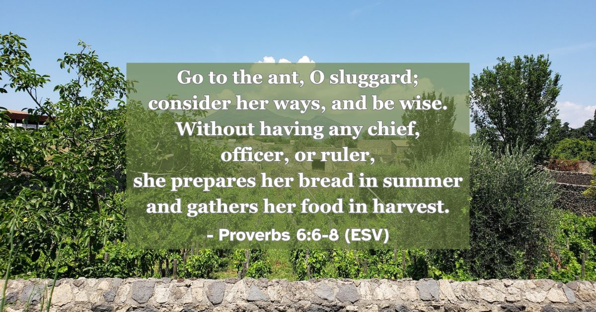 This Bible verse image features Proverbs 6:6-8 (ESV): “Go to the ant, O sluggard; consider her ways, and be wise. Without having any chief, officer, or ruler, she prepares her bread in summer and gathers her food in harvest.” A reminder of the wisdom found in diligence and self-motivation.