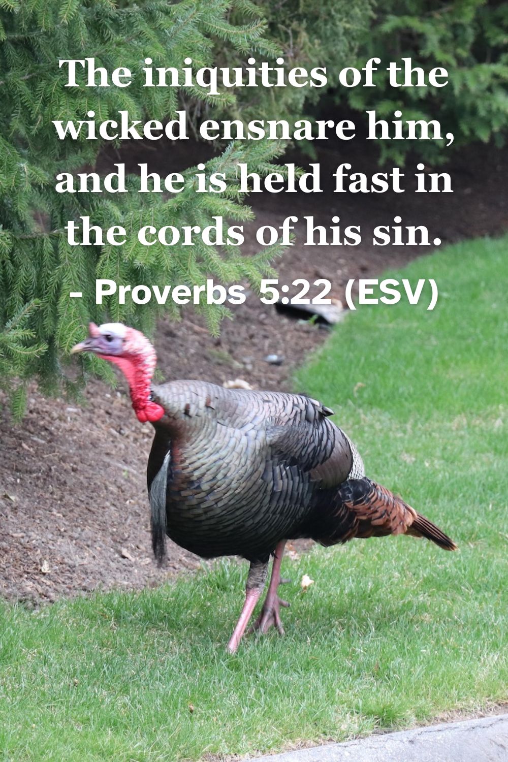 This Bible verse image features Proverbs 5:22 (ESV): “The iniquities of the wicked ensnare him, and he is held fast in the cords of his sin.” A reminder of the binding and trapping nature of unrepentant sin.
