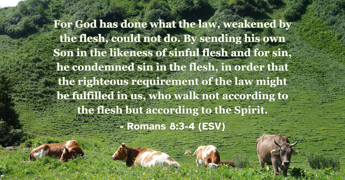 This Bible verse image features Romans 8:3-4 (ESV): “For God has done what the law, weakened by the flesh, could not do. By sending his own Son in the likeness of sinful flesh and for sin, he condemned sin in the flesh, in order that the righteous requirement of the law might be fulfilled in us, who walk not according to the flesh but according to the Spirit.” A reminder of Christ fulfilling the law's requirements on our behalf.