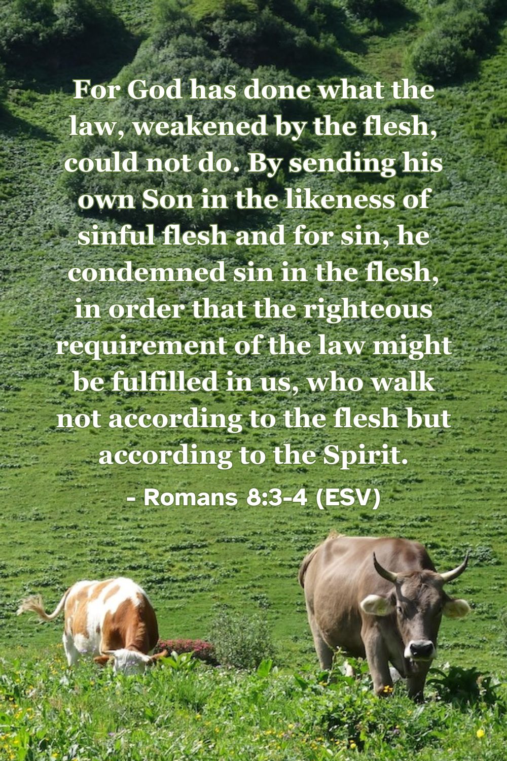 This Bible verse image features Romans 8:3-4 (ESV): “For God has done what the law, weakened by the flesh, could not do. By sending his own Son in the likeness of sinful flesh and for sin, he condemned sin in the flesh, in order that the righteous requirement of the law might be fulfilled in us, who walk not according to the flesh but according to the Spirit.” A reminder of Christ fulfilling the law's requirements on our behalf.